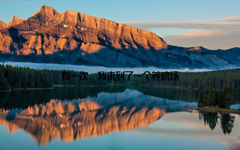 有一次, 我来到了一个养鸡场