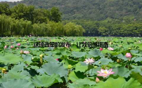 这项政策的发布, 让我倍感振奋