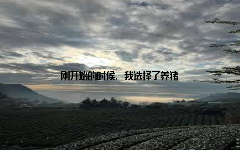 刚开始的时候, 我选择了养猪