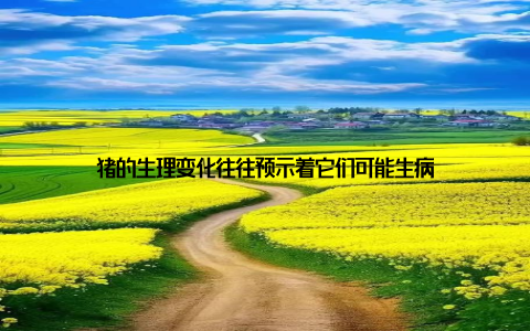 猪的生理变化往往预示着它们可能生病