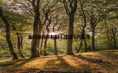 畜牧草养牛有利于提高牛肉品质