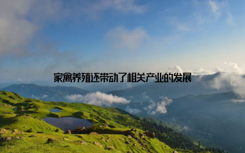 家禽养殖还带动了相关产业的发展