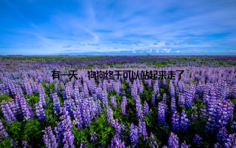 有一天, 狗狗终于可以站起来走了